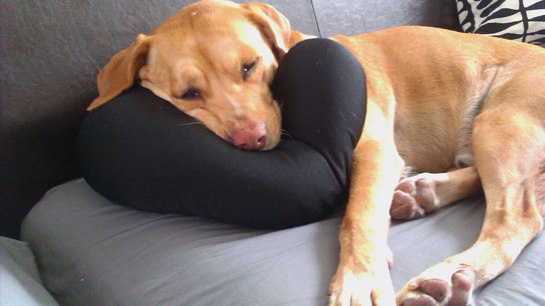 Η ψυχολογία του σκύλου στα ανθρώπινα καθημερινά μας λάθη!