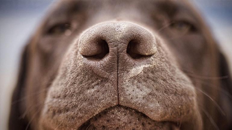 Πως να αντιμετωπίσετε την υπερ-κινητικότητα του τετράποδου φίλου σας!