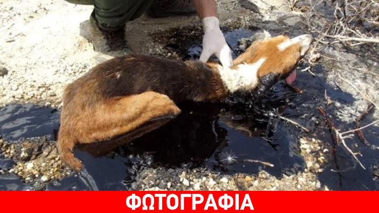 Άφησε το σκυλί του να αργοπεθαίνει μέσα σ’ έναν λάκκο με πίσσα