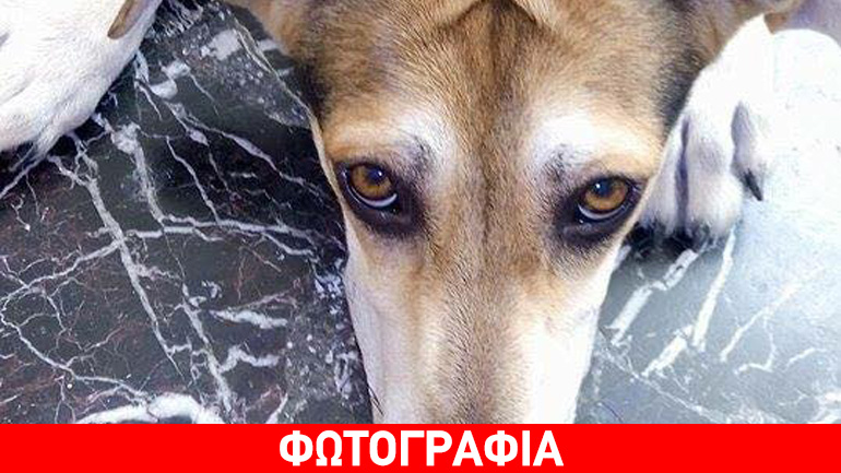 Ηλιούπολη: Αξιολάτρευτη σκυλίτσα ψάχνει σπίτι!