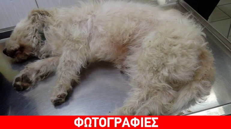 Καβάλα: Πέταξε από γέφυρα τον γέρικο σκύλο του για να τον ξεφορτωθεί