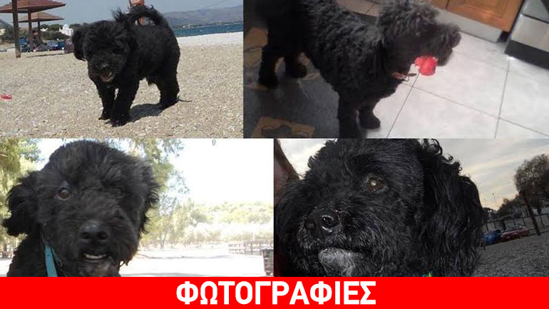 Χάθηκε γκριφόν κανίς στη Ν. Φιλαδέλφεια