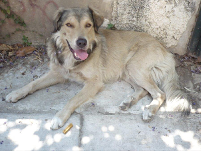 Αυτόν τον σκυλάκο ποιος θα τον πάρει;