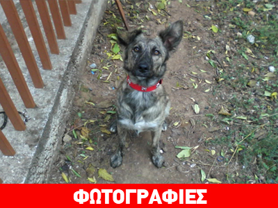 Βοηθήστε να γυρίσει σπίτι