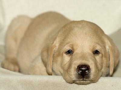 Ποινή «Καταπέλτης» για την Παθητική Κακοποιήση Ζώων