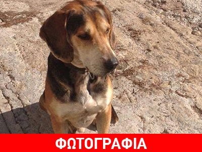 Χάθηκε ο Χόρχε από την Παλαιά Πεντέλη