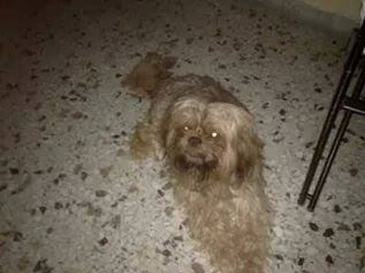 Χάθηκε ο Πίπης στο Χαλάνδρι