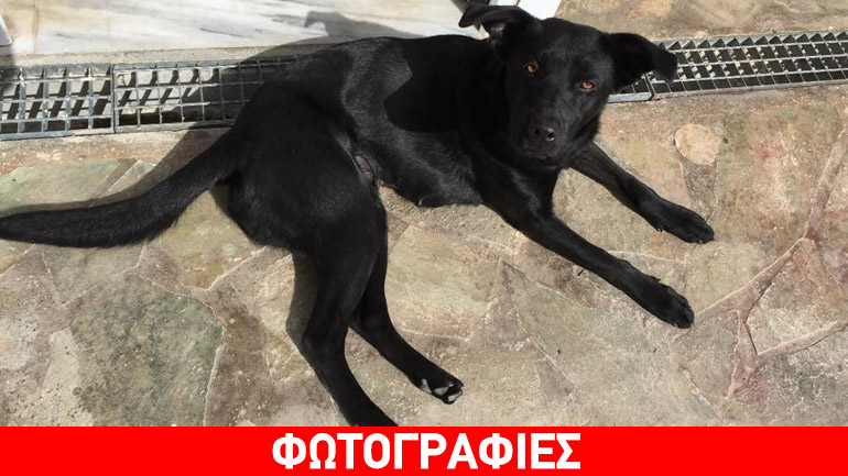 Ένα σπίτι για τη μαύρη καλλονή