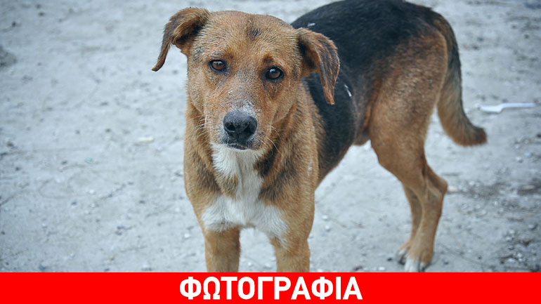 Κρήτη: Ασυνείδητοι εγκατέλειψαν αδέσποτα στη μέση της Εθνικής Οδού