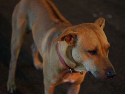 Ξάνθη: Στρατιώτης σκοτώθηκε σε τροχαίο στην προσπάθειά του να αποφύγει έναν σκύλο