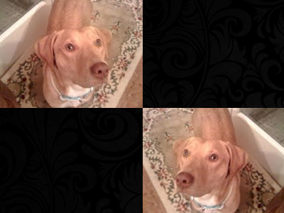 Χάθηκε η Ίρμα