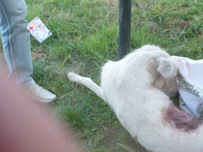 Σοκ: Θανάτωσαν σκυλίτσα με αεροβόλο στο Αγρίνιο!