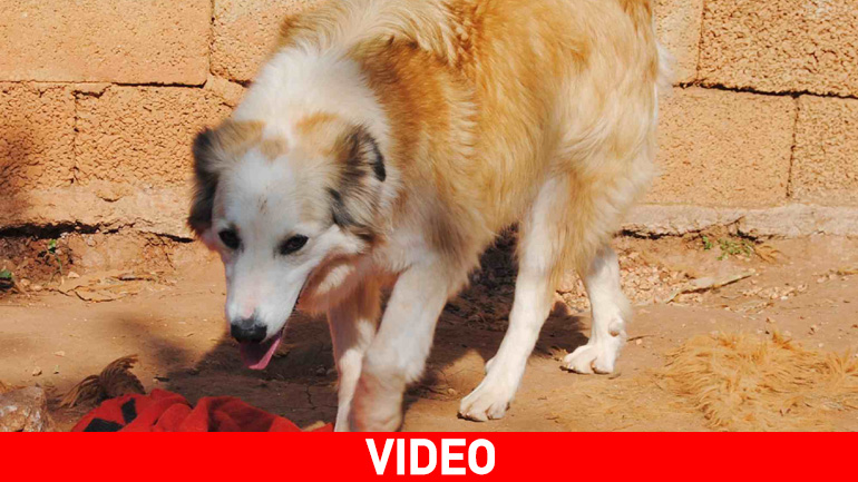 Η Despo, ένα ημίαιμο κόλευ, αναζητά το μόνιμο σπίτι της