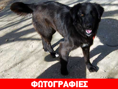 Μια αγκαλιά για την Blacky
