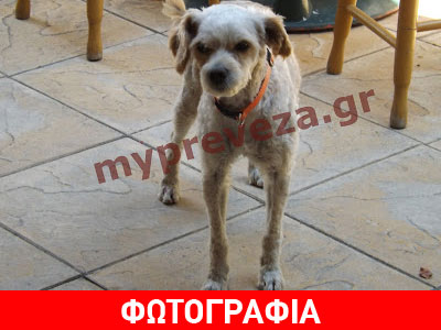 Διένυσε 25 χιλιόμετρα για να επιστρέψει στο αφεντικό του