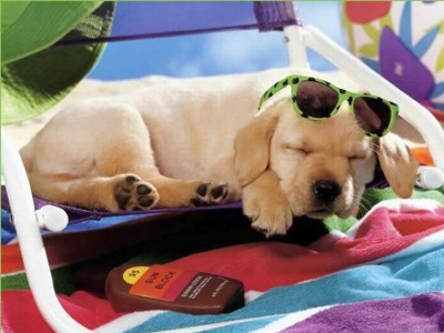 Ηλιακά εγκαύματα στον σκύλο και τη γάτα