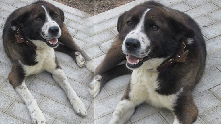 «Aldo» ο κουταβόφατσας