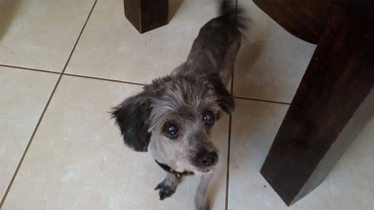 Βοηθήστε να βρεθεί ο γεράκος Ρίκυ!