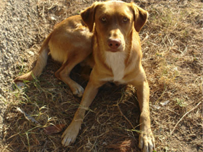 Χάθηκε ο Χρυσομάτης