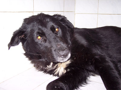 Βρέθηκε ημίαιμο βελγικό λυκόσκυλο