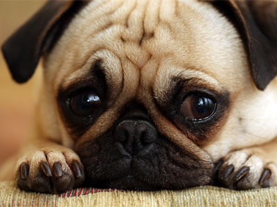 Αγαπούν την κτηνοβασία οι Γερμανοί