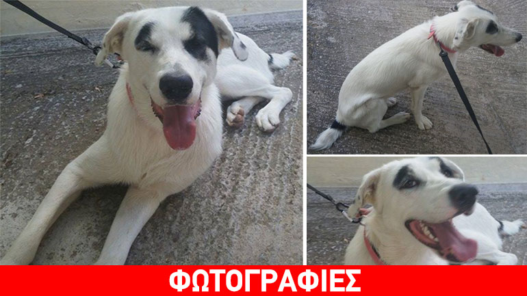 Βρέθηκε σκυλίτσα στα Βριλήσσια