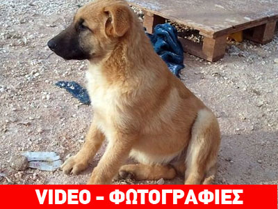 Χαρίζεται ο παιχνιδιάρης Zero