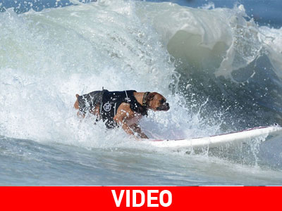 Όταν οι σκύλοι δαμάζουν τα κύματα…