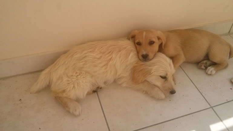 Μικρά κουκλιά ζητούν σπιτάκι!