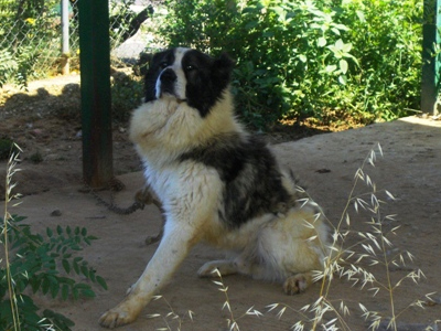 Ηλεία: «Δάκτυλος» διαρρηκτών πίσω από τις φόλες