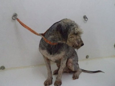 Με εντολή εισαγγελέα έσωσαν τον σκύλο!