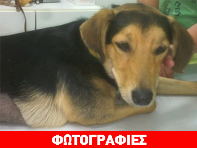 Βρέθηκε χτυπημένος από αυτοκίνητο