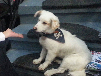 Σκυλάκι ψάχνει τον ιδιοκτήτη του