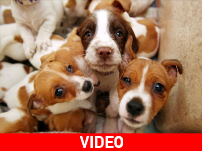 Δεκάδες κουτάβια εντοπίστηκαν μέσα σε κλουβιά στο Δουβλίνο