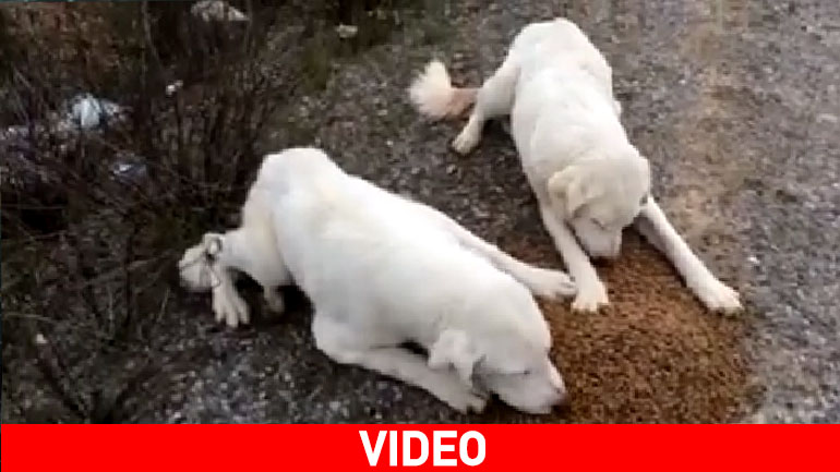 Θεσσαλονίκη: Παράλυτα σκυλιά παρατημένα στον δρόμο