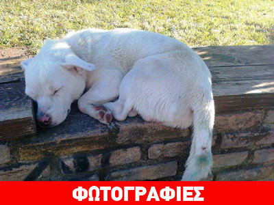 Ο Φρέντυ αναζητά σπίτι