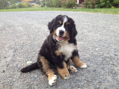 Ηράκλειο: Πυροβόλησαν δύο σκυλιά