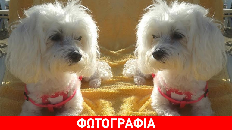 Χάθηκε μαλτεζάκι στο Χαλάνδρι