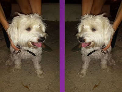 Βρέθηκε ο Τόμμυ