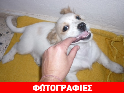 Υιοθετήστε ένα αξιαγάπητο κουταβάκι