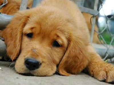 Τρίκαλα: Πυροβόλησε και θανάτωσε σκύλο 56χρονος στα Μεγάλα Καλύβια