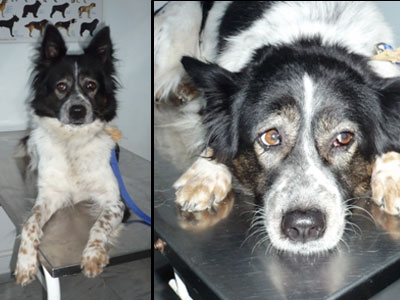 Χαρίζεται η Μπέλλα