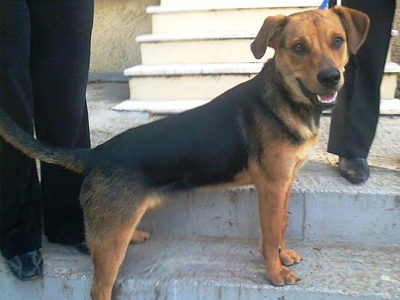 Βρέθηκε αρσενικό σκυλάκι στην Αγ. Παρασκευή