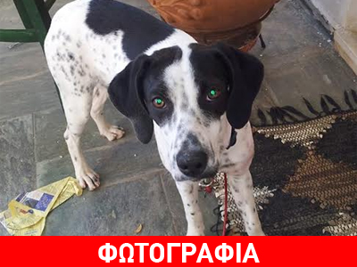 Βρέθηκε στο Χαλάνδρι – Μήπως την ψάχνει κανείς;