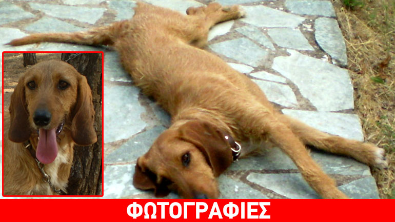 Χαρίζεται η Νέλλα