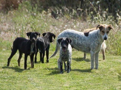 Ας μη καταλήξουν στον δρόμο