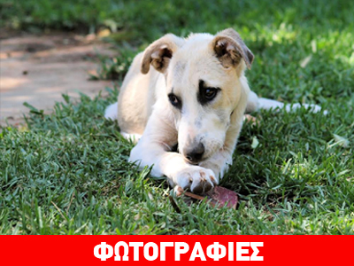 Υιοθετήστε τον Henrik