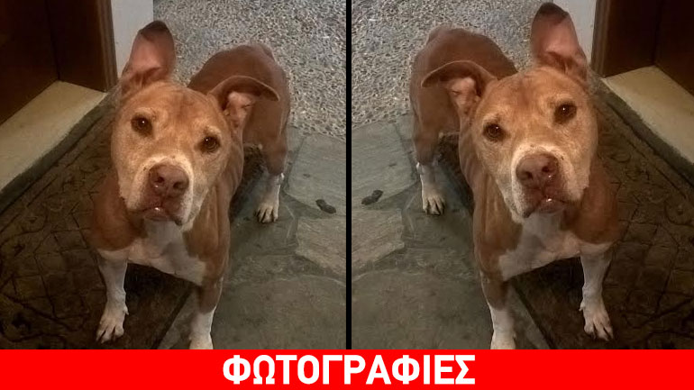 Βρέθηκε καθαρόαιμο πίτμπουλ στα Βριλήσσια – Μήπως το χάσατε;