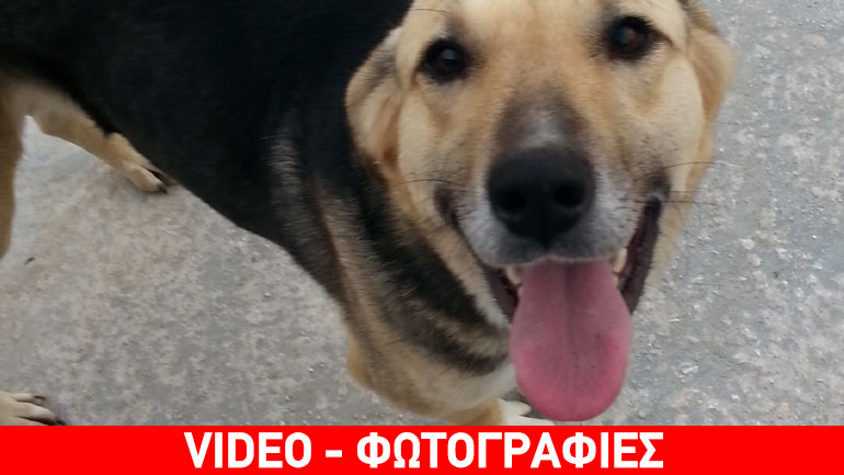 Ο Ριντ ψάχνει μόνιμο σπίτι