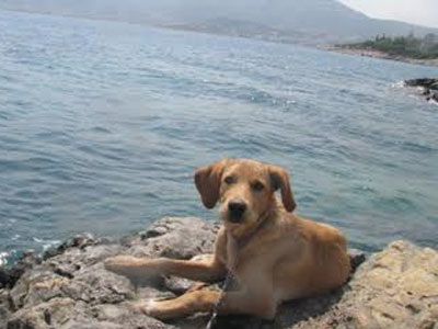 Αναζητείται ο Μπεκρής!